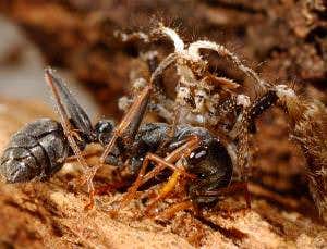 Zoologger: Baby assassin bugs lure in deadly ants