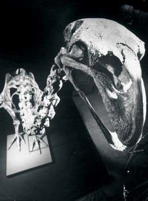 DNA evidence points to humans for demise of moas