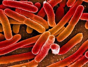 Hacked bacteria keep tabs on the health of the gut