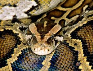 Displaced pythons display record homing instinct