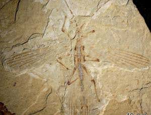 The stripy stick insect that walked with dinosaurs