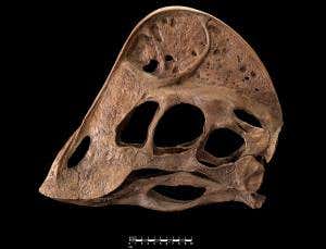 Giant carnivorous chicken dinosaur is first of its kind