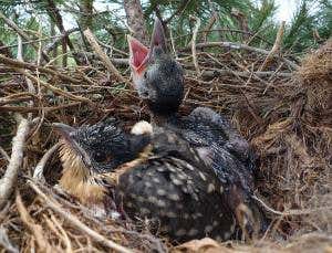 Smelly cuckoos protect hosts' chicks from predators