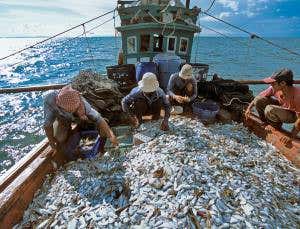 Europe means business reeling in pirate fisheries