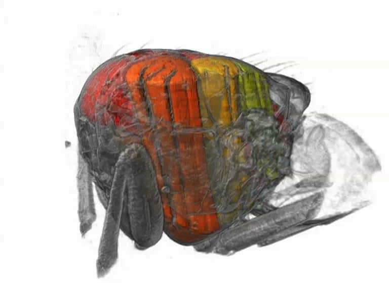 Surreal X-ray movie reveals how a fly beats its wings