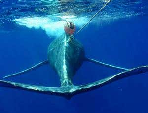 Whale's bacterial stowaways reveal how stressed it is