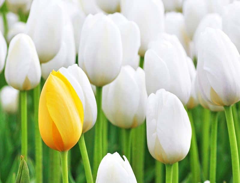 New Scientist. Science news and long reads from expert journalists, covering developments in science, technology, health and the environment on the website and the magazine.