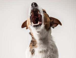 Try some pig pheromone to stop unruly dogs barking