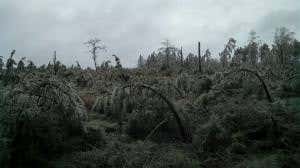 Frozen forest bent double by two-day ice storm