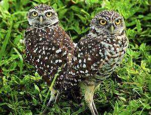 Zoologger: Sex in the city no lure for urban owls