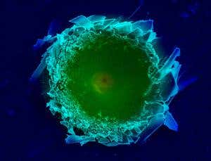 Battle-hardened oyster may help toughen combat shields