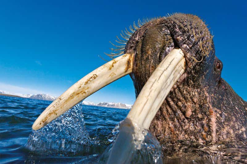 New Scientist. Science news and long reads from expert journalists, covering developments in science, technology, health and the environment on the website and the magazine.