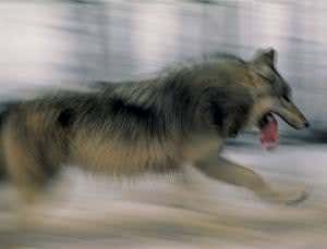 Rewilding: Bring in the big beasts to fix ecosystems