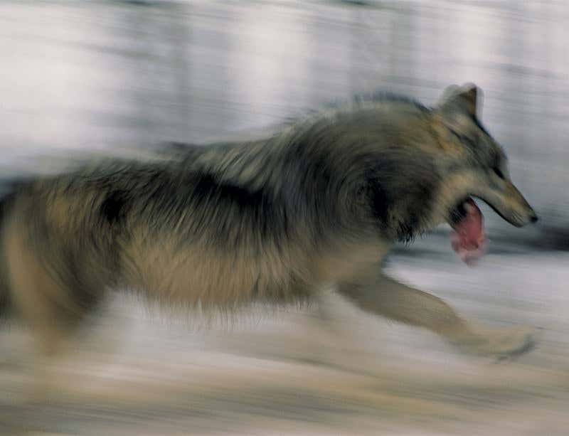 New Scientist. Science news and long reads from expert journalists, covering developments in science, technology, health and the environment on the website and the magazine.