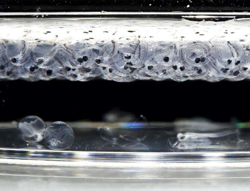 Peering through the ice at a key Antarctic species