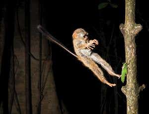 Cute but deadly furball launches death attack