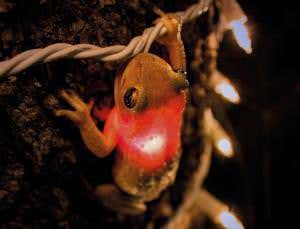 Evolution's traps: When our world leads animals astray