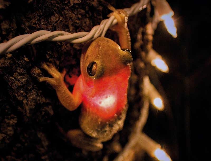 New Scientist. Science news and long reads from expert journalists, covering developments in science, technology, health and the environment on the website and the magazine.