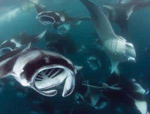 Invisible: Tech to give you animals' amazing eyesight