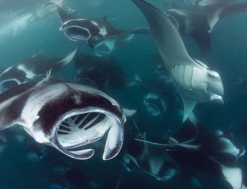 New Scientist. Science news and long reads from expert journalists, covering developments in science, technology, health and the environment on the website and the magazine.