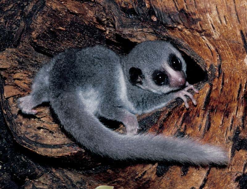 The only primate with a knack for hibernation – see 