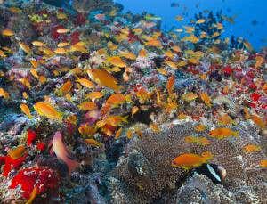 Dino-killing asteroid cleared way for modern reef fish