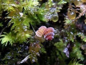 Just described 'microjewel' snail in extinction danger