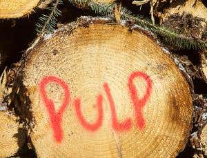 Redesigned crops could produce far more fuel