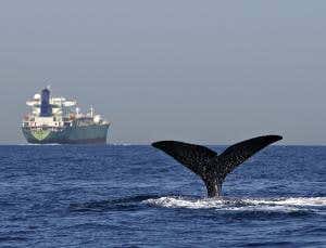 Global plan to shush ships for the sake of whales