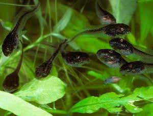Zoologger: Cannibal tadpoles eat the competition