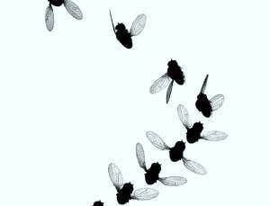 Flies steer like mini-helicopters to avoid attackers