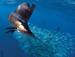 Zoologger: Sailfish is lethal d'Artagnan of the deep