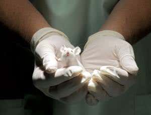 Scent of a man: Male sweat stresses out lab mice