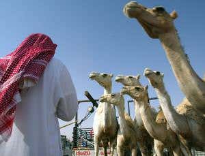 Avoid camels to escape MERS, warns Saudi minister