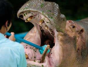 Extreme hygiene: Cleaning a hippo's mighty molars