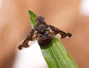 Zoologger: Deep-freeze maggot feeds on new form of fat