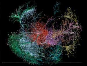 First in-depth mammal brain map to reveal neural blips