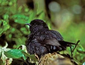 Killing with kindness: Conservation's cautionary tale