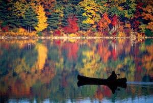 What climate change has done to Walden's woods