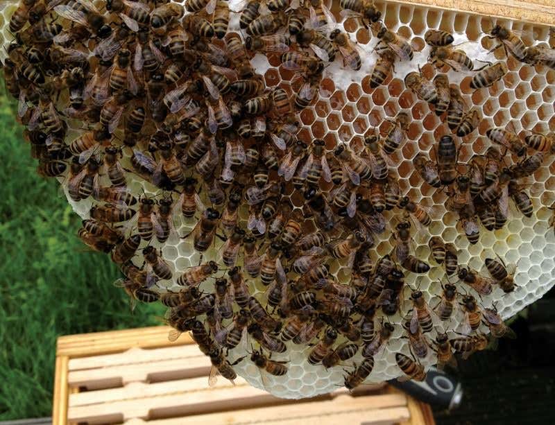 New Scientist. Science news and long reads from expert journalists, covering developments in science, technology, health and the environment on the website and the magazine.