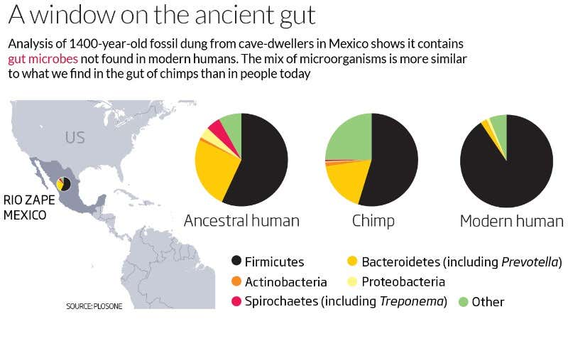 Heritage plaque: Our ancestors' health read from teeth