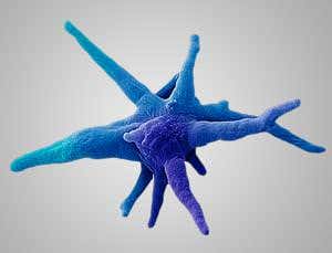 The coolest biology is under the microscope