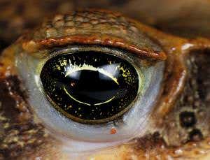 Aliens versus predators: The toxic toad invasion
