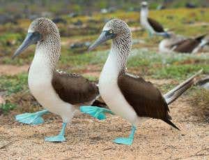 Blue-footed boogie isn't enough for booby babies