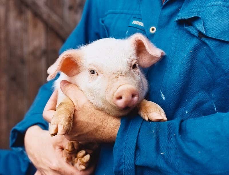 New Scientist. Science news and long reads from expert journalists, covering developments in science, technology, health and the environment on the website and the magazine.