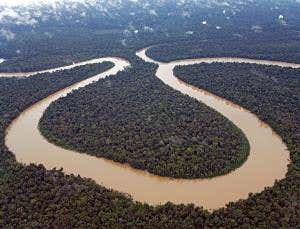 Satellite maps can't measure carbon stored in forests