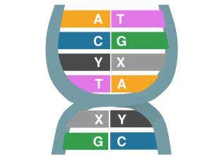 Itsy bitsy bacterium gets a bigger genetic code