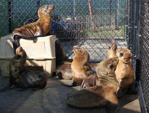 Deadly strandings of sea lion pups explained