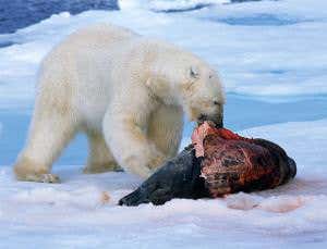 Zoologger: Polar bears evolved to eat junk food