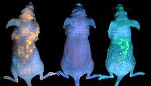 Glowing space mice show where quantum dots lodge